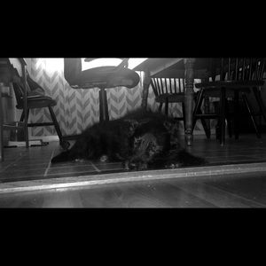 Meet your Posher, Ella